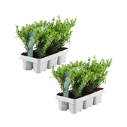 Ilex crenata &