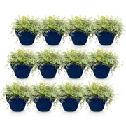 Vasteplant - Thymus praecox Minor - KruipTijm - Geurend - Roze - 12 Planten - Pot 11cm - Hoogte 15-25cm