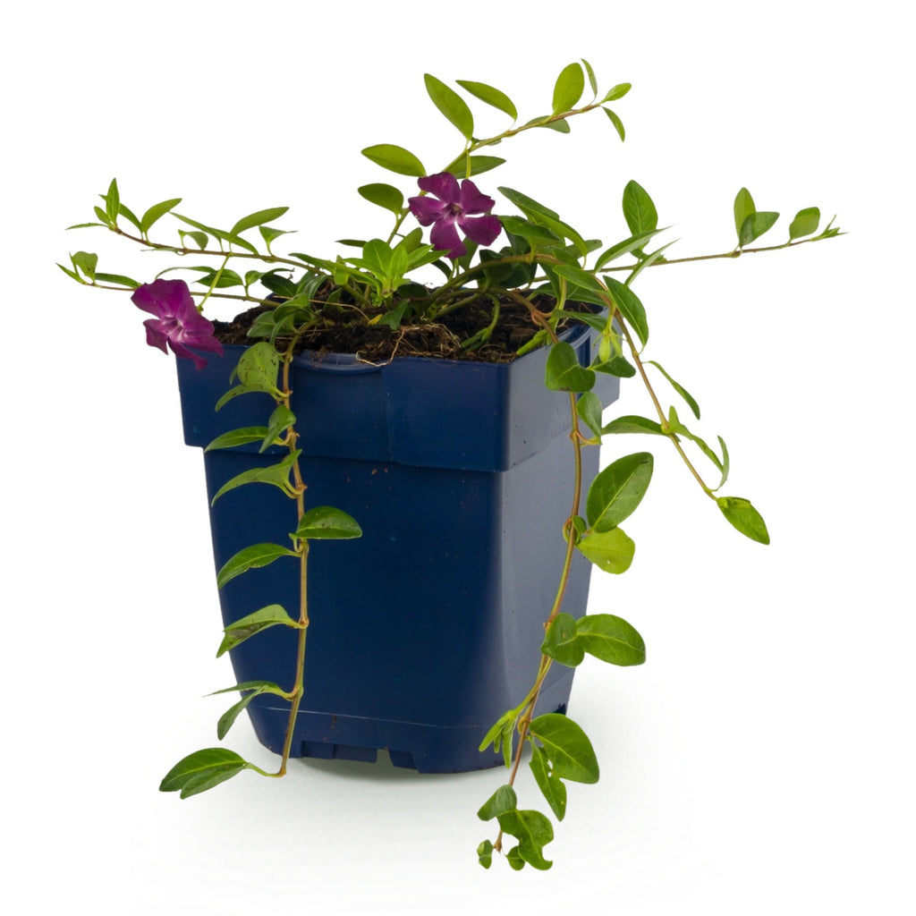 Vinca minor 'Atropurpurea' - paarse maagdenpalm, groene bladeren