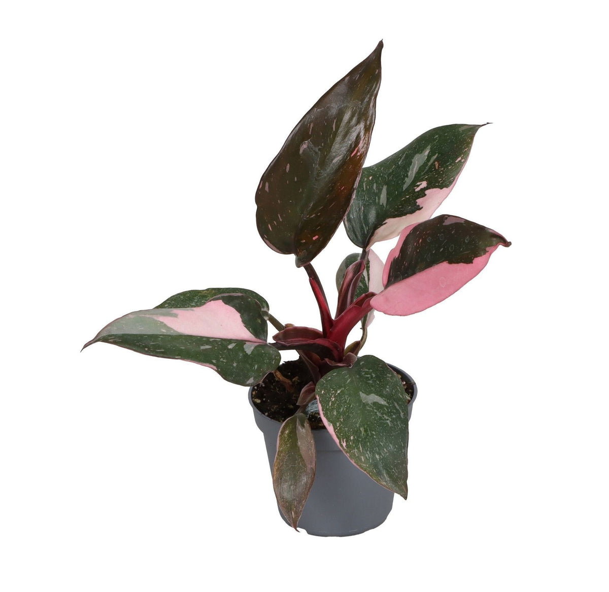 Philodendron 'Pink Princess Marble', babyplant 6 cm, plant in pot