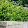 1 meter Venijnboom haag - Taxus media Farmen - Set van 6 haagplanten - Groenblijvende haag