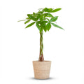 Pachira Aquatica met Zeegras mand naturel, detail van het blad
