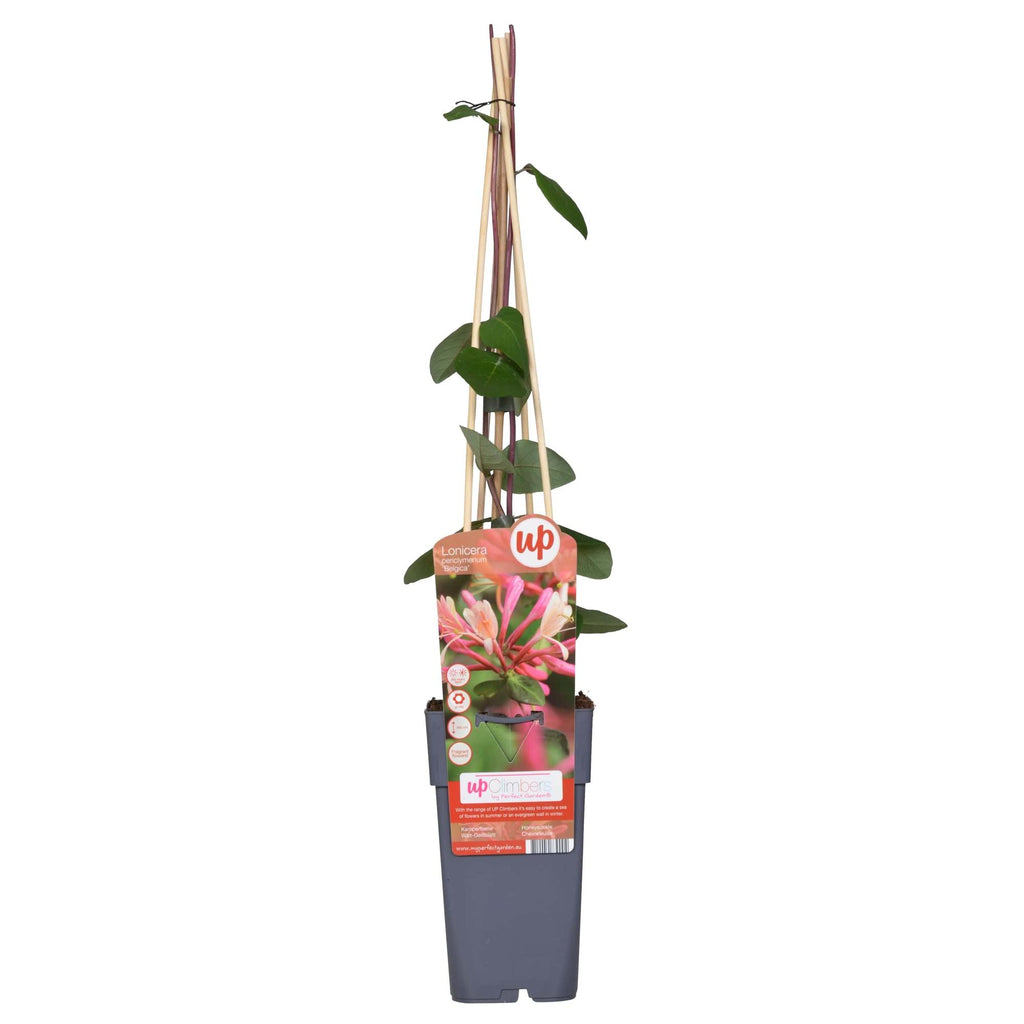 Productafbeelding van Pureplant
