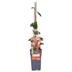 Productafbeelding van Pureplant