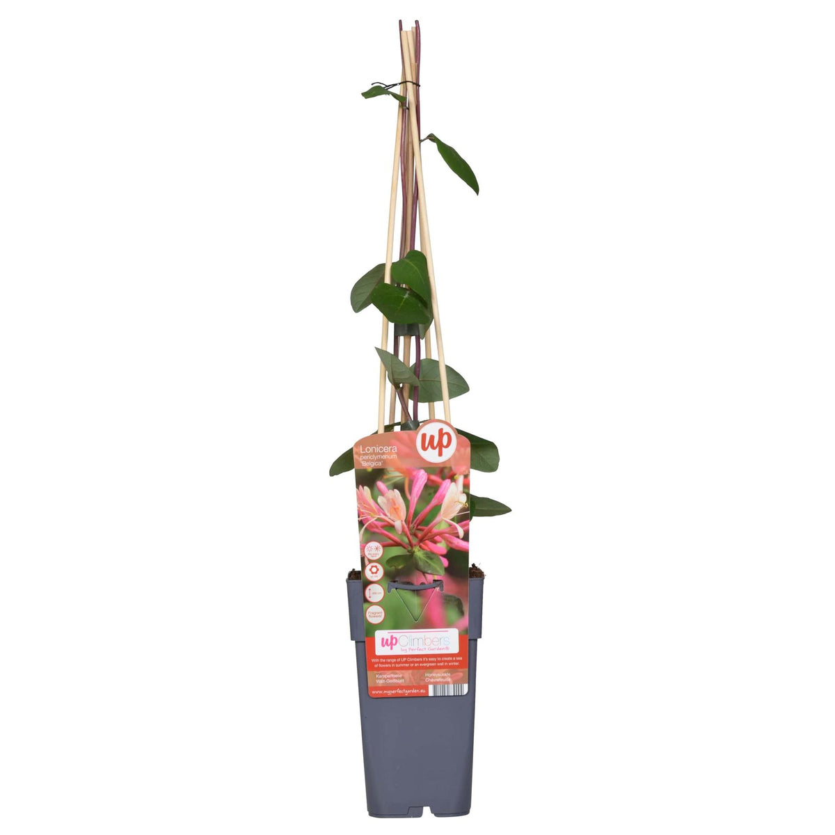 Productafbeelding van Pureplant