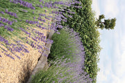 Lavendel angustifolia, 15 cm hoog