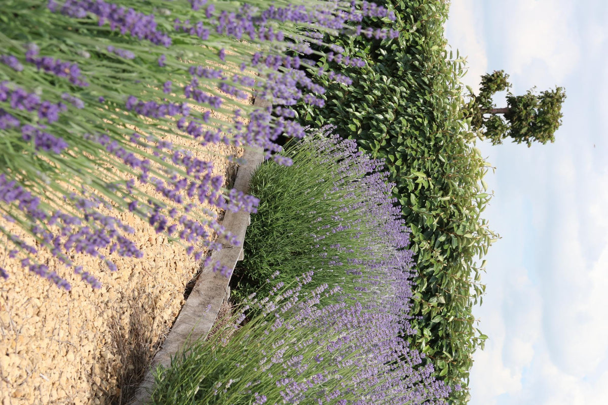 Lavendel angustifolia, 15 cm hoog, groeiwijze van de plant