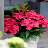 Hortensia