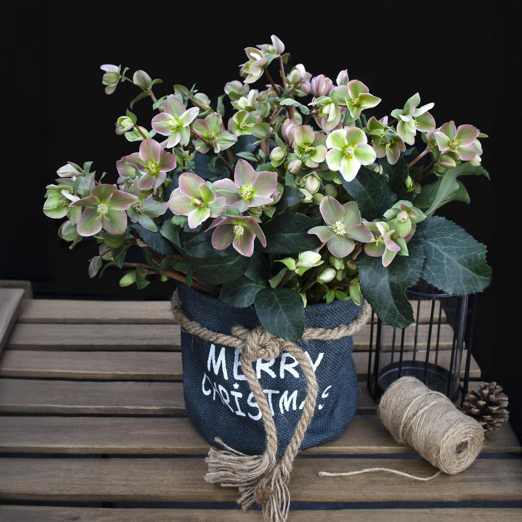 Lenten Rose, plant in pot