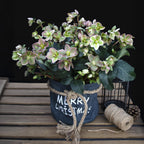 Lenten Rose, plant in pot