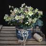 Lenten Rose