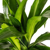Dracaena Deremensis Lisa, kenmerkend blad