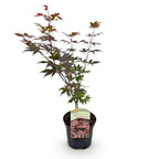 Japanse esdoorn Acer palmatum Atropurpureum, kenmerkend blad