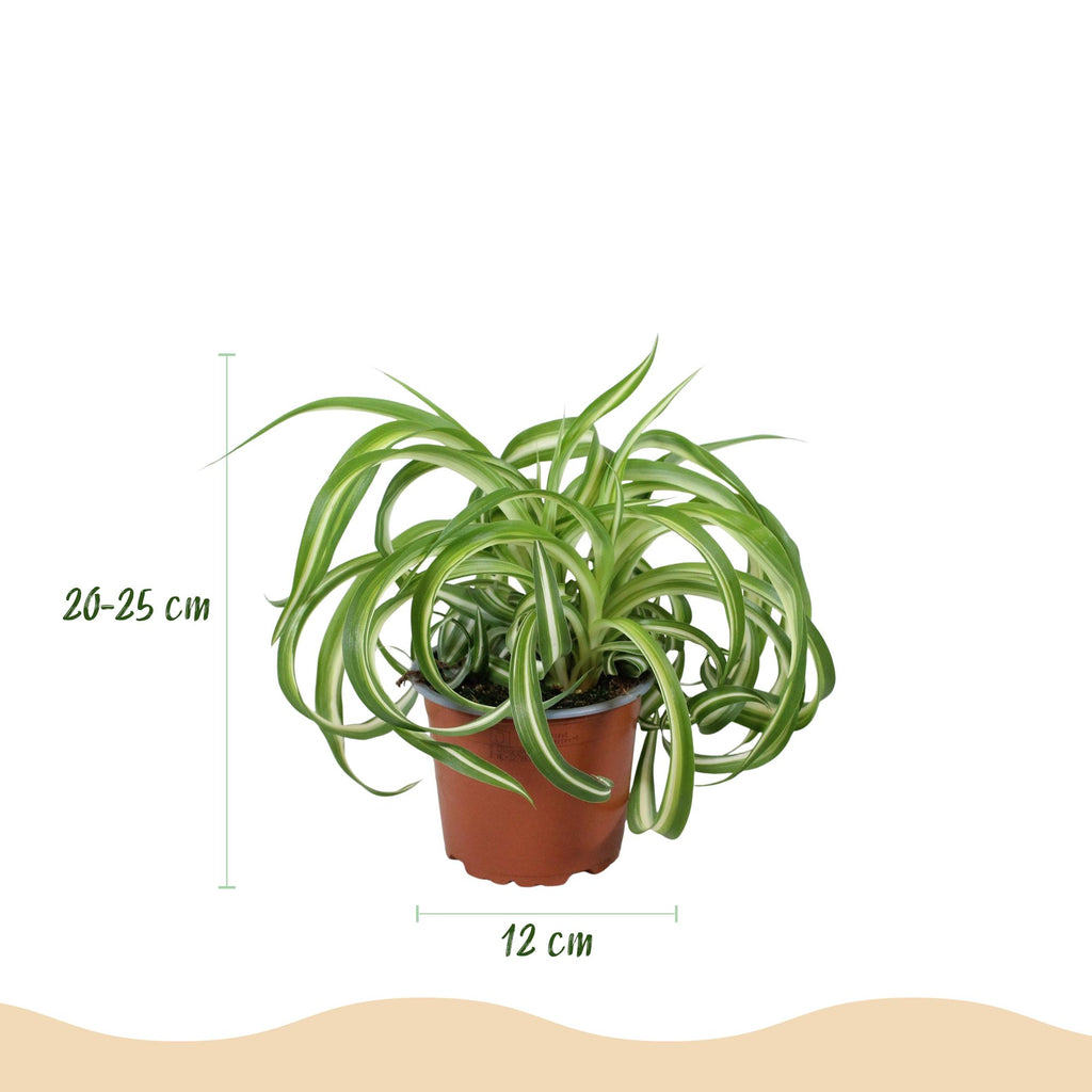 Chlorophytum comosum Bonnie met grijze pot, compacte plant