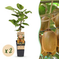 Kiwiplant Hayward, fruitgewas voor de tuin, plant in pot