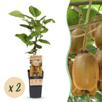 Kiwiplant Hayward, fruitgewas voor de tuin, plant in pot