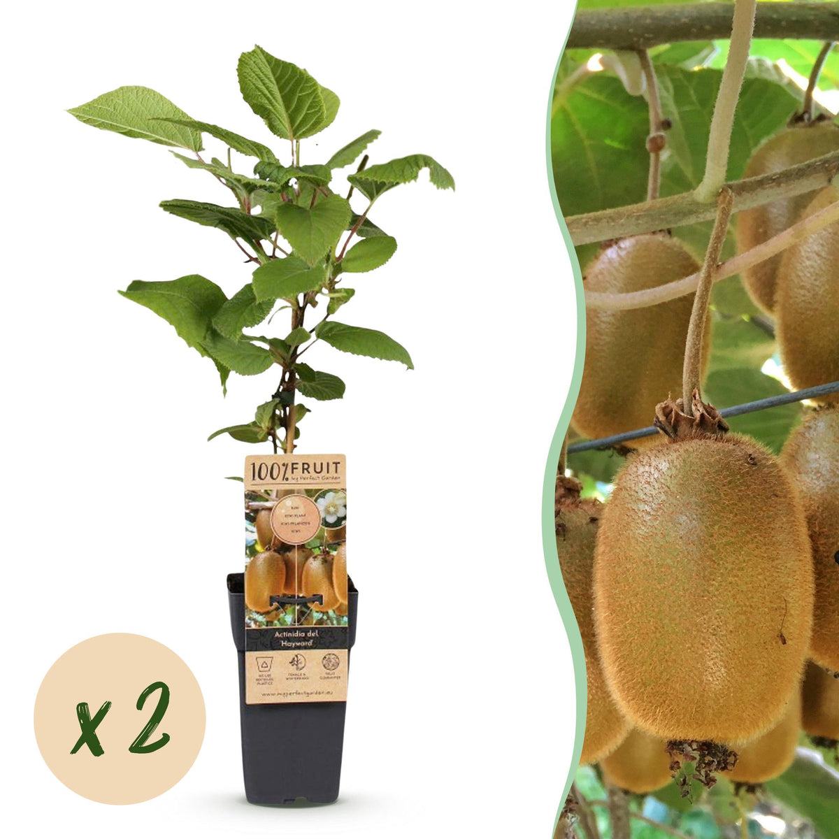 Kiwiplant Hayward, fruitgewas voor de tuin, plant in pot
