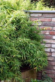 Fargesia rufa, bladhoudende bamboe voor de tuin (6x)