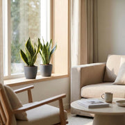 Vrouwentong Sansevieria &