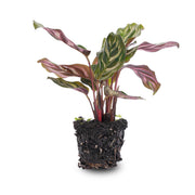 Calathea makoyana, pauwenplant voor terrarium