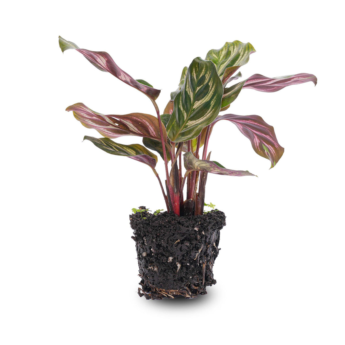 Calathea makoyana, pauwenplant voor terrarium, groene bladeren