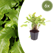 Asplenium scolopendrium
