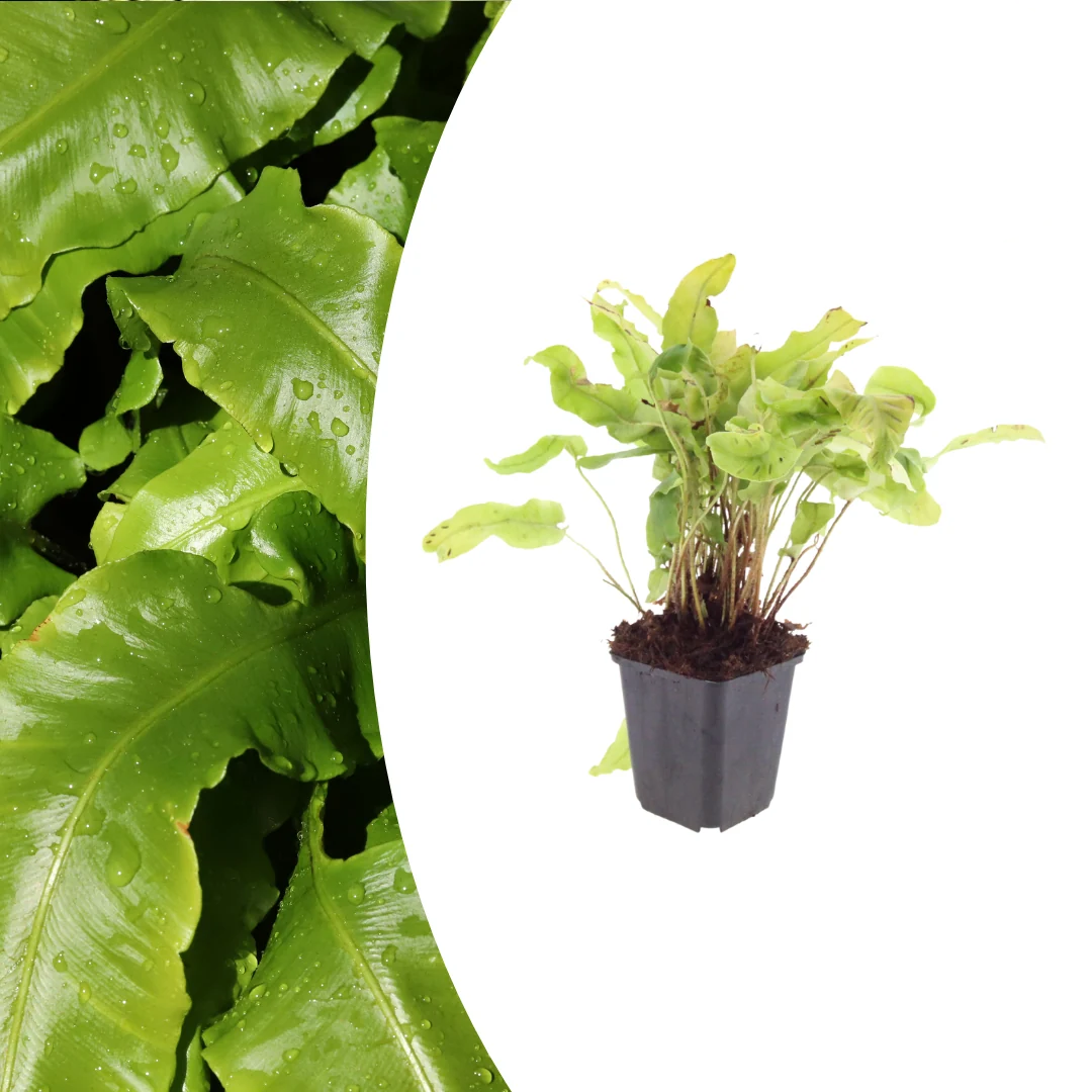 Asplenium scolopendrium, detail van het blad