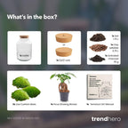 DIY terrarium Milky Bonsai