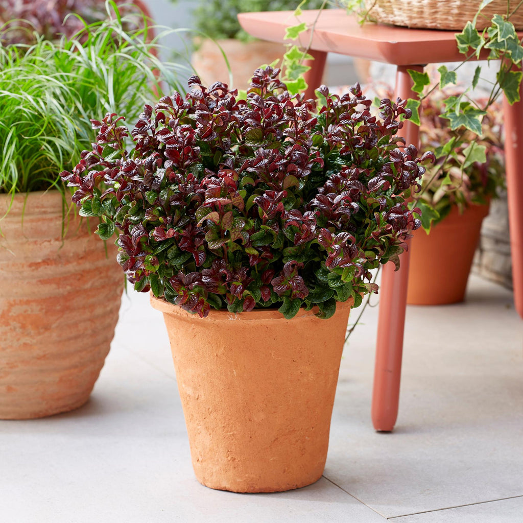 Leucothoe Curly Red, kenmerkend blad