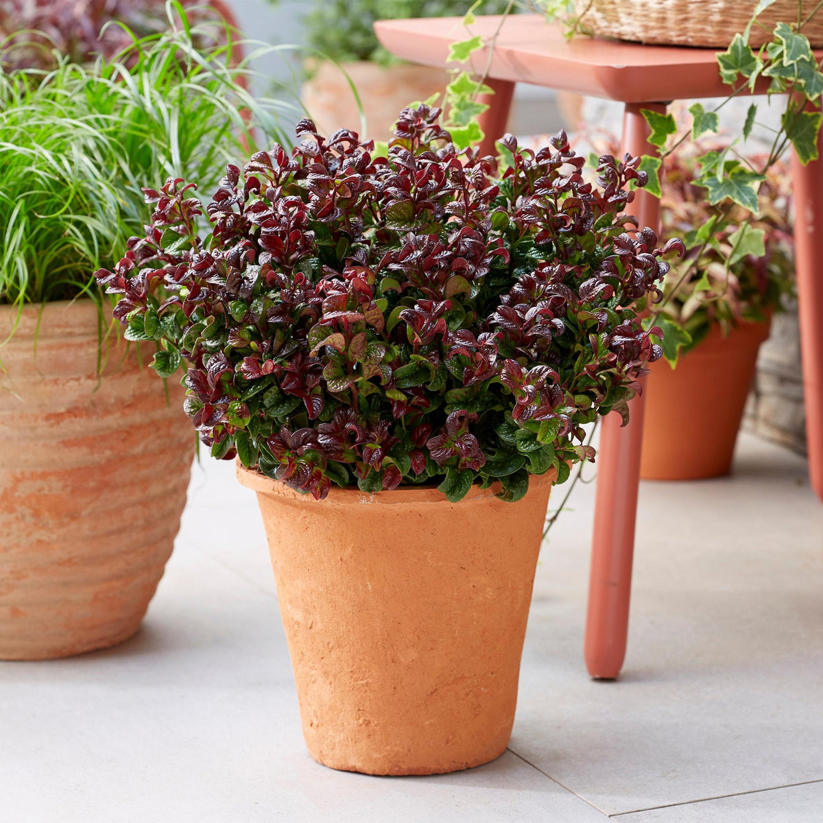 Leucothoe Curly Red, kenmerkend blad