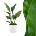 Strelitzia Reginea - Paradijsvogelbloem met witte pot, plant in pot
