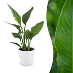 Strelitzia Reginea - Paradijsvogelbloem met witte pot, plant in pot