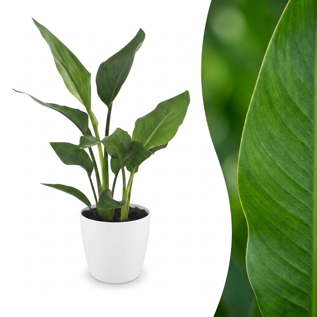 Strelitzia Reginea - Paradijsvogelbloem met witte pot, plant in pot
