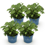 Hortensia Endless Summer The Original Blue