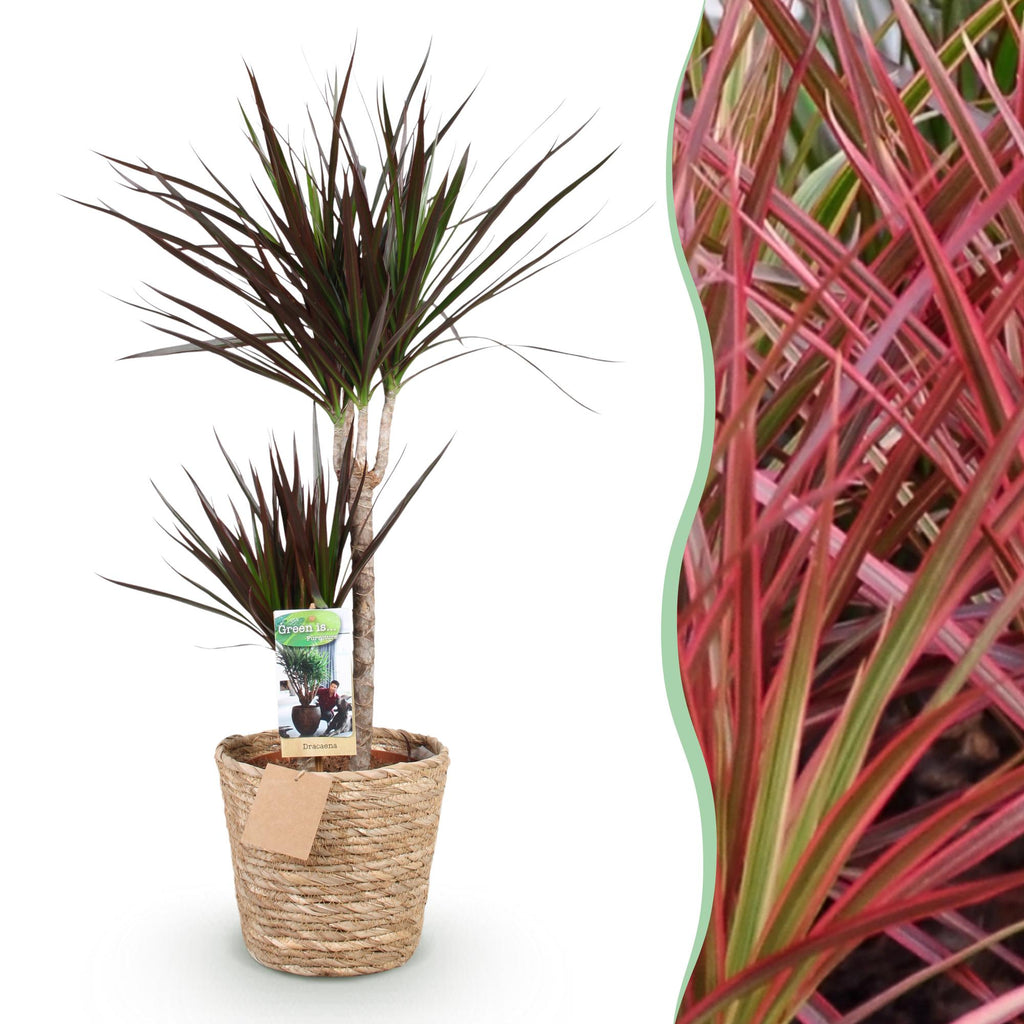 Dracaena Magenta, detail van het blad