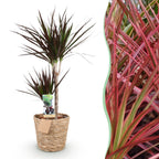 Dracaena Magenta, detail van het blad