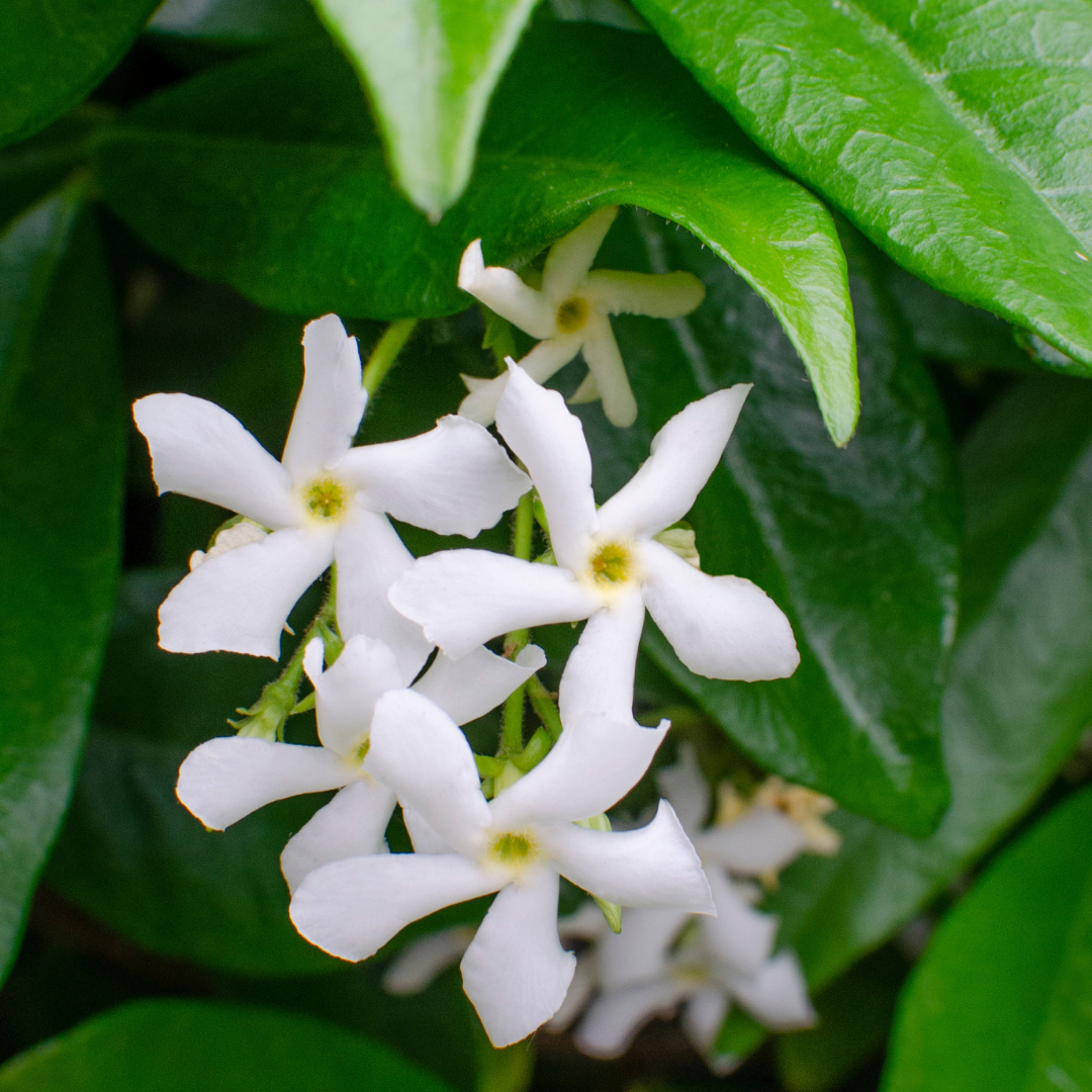 Trachelospermum Star of Venice, geurende klimplant, groene bladeren