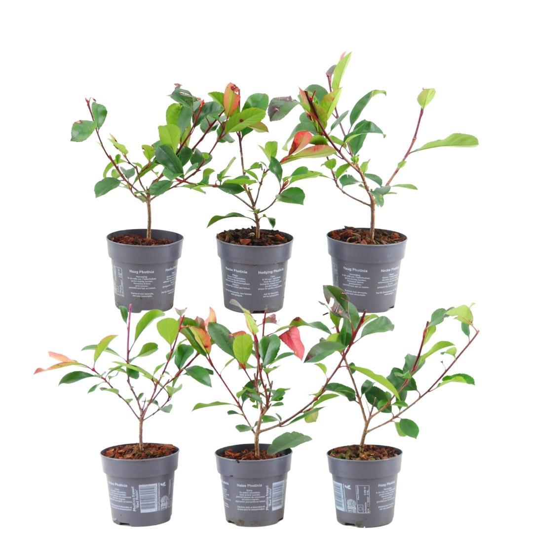 Productafbeelding van Pureplant