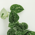 Detailfoto van Scindapsus Pictus (Epipremnum) - 2 stuks