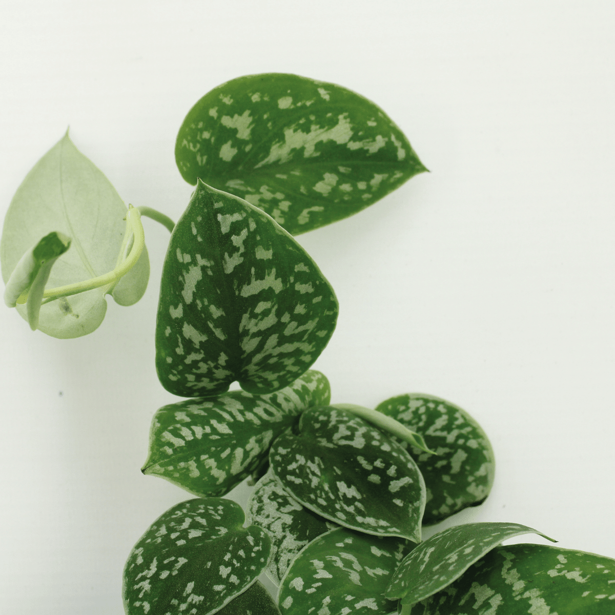 Detailfoto van Scindapsus Pictus (Epipremnum) - 2 stuks