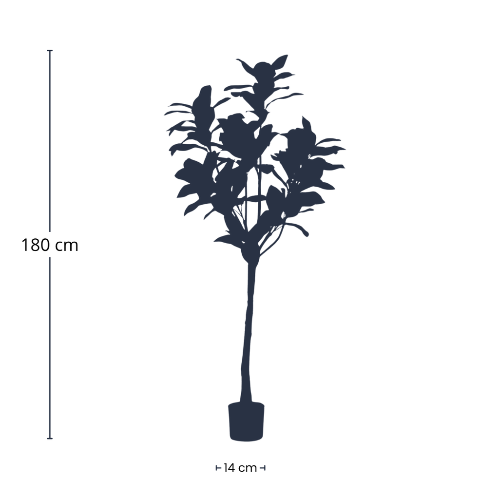 Magnolia Denudata, kenmerkend blad