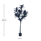 Magnolia Denudata, kenmerkend blad
