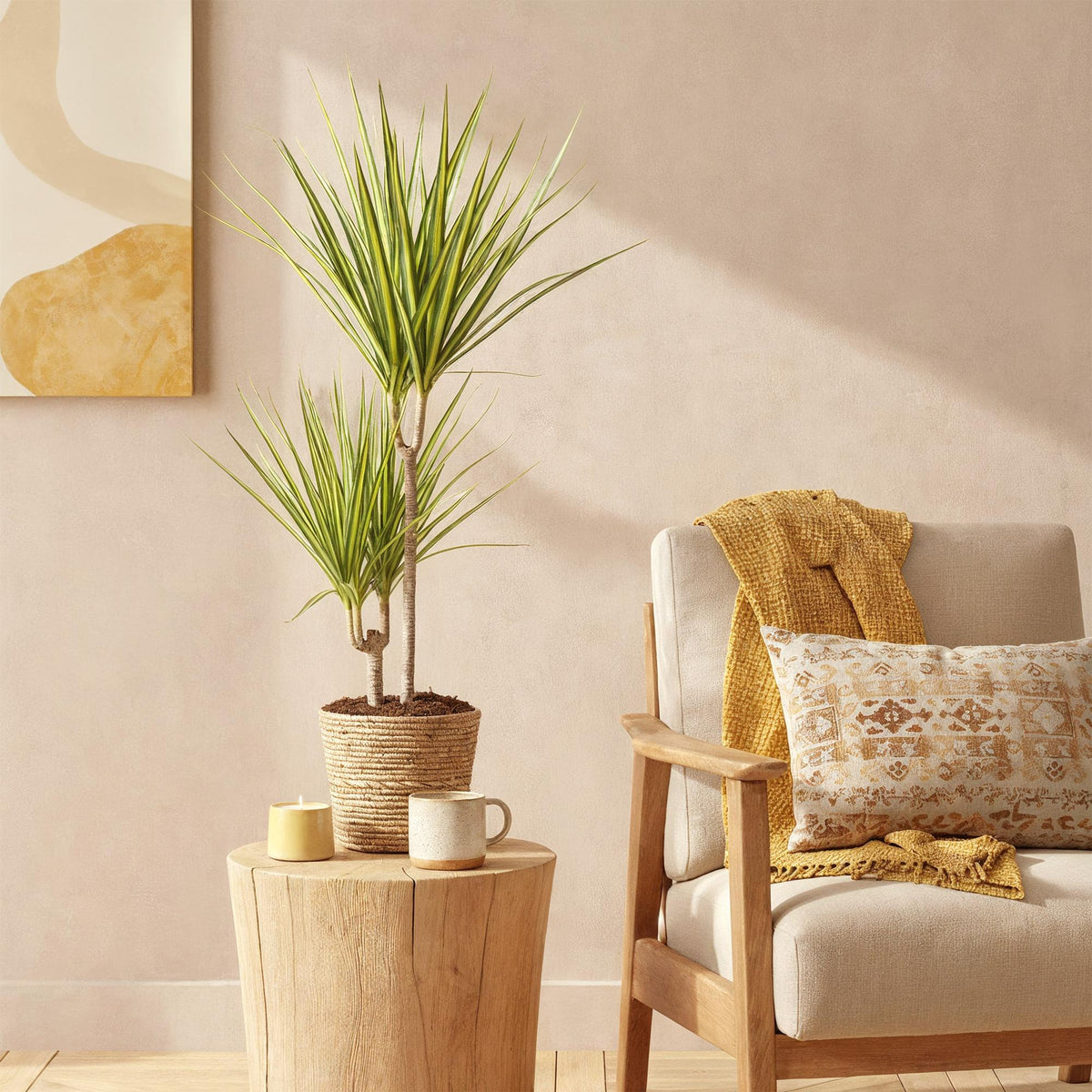 Dracaena Sunray, 70-75 cm hoog, plant in pot