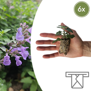Kattenkruid Nepeta, aromatisch, zelf kweken, 6 pluggen
