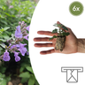 Kattenkruid Nepeta, aromatisch, zelf kweken, 6 pluggen
