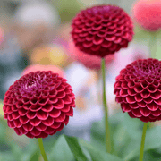 Dahlia &