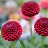 Dahlia 'Natal', kogelronde bloem, 24 knollen voor 4 m²