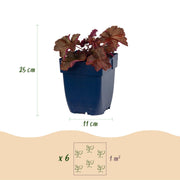 Purperklokje Heuchera micrantha &