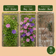 Clematis duo paars en roze - bosrank - set van 4
