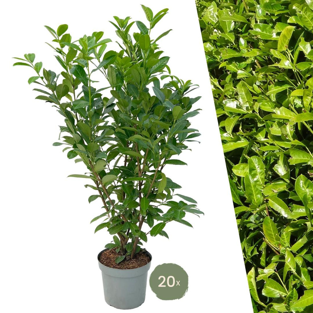 Laurierkers 'Rotundifolia', 15L, 20 stuks voor 10 m haag, plant in pot